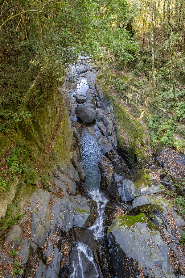 司馬庫斯，神木群步道
