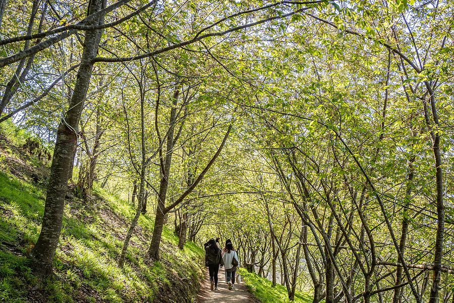 司馬庫斯，神木群步道