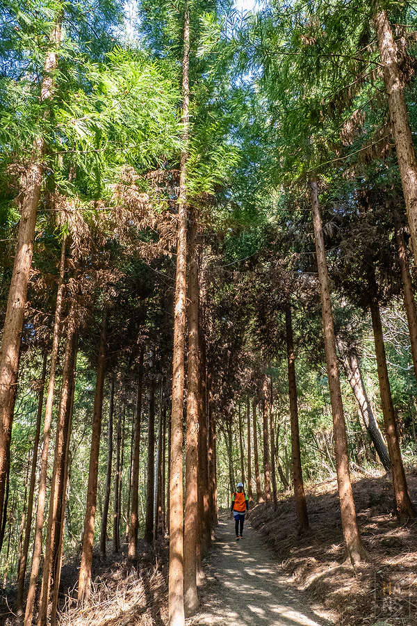 司馬庫斯，神木群步道