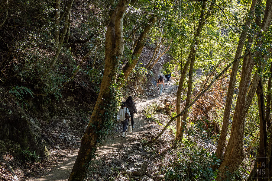 司馬庫斯，神木群步道