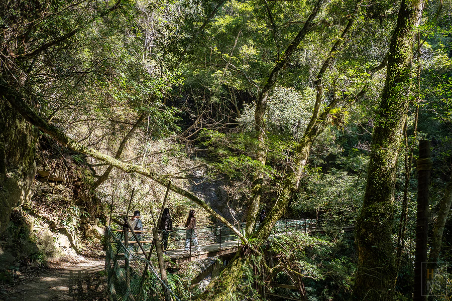 司馬庫斯，神木群步道