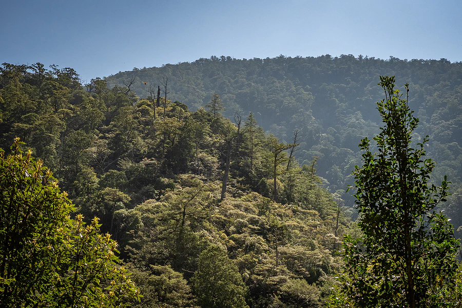 司馬庫斯，神木群步道