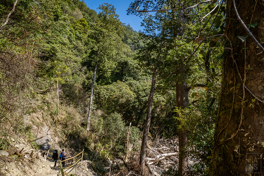 司馬庫斯，神木群步道