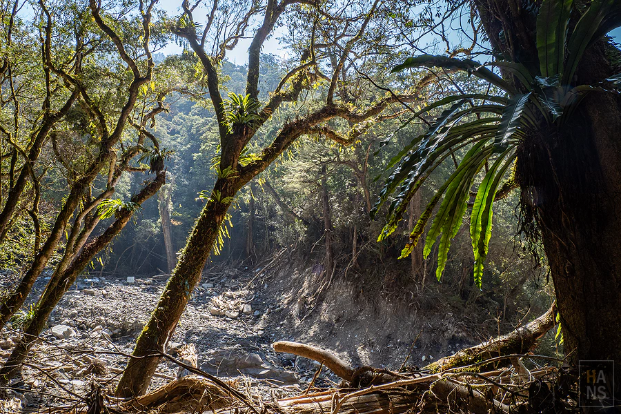 司馬庫斯，神木群步道