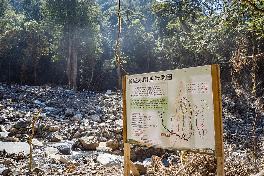 司馬庫斯，神木群步道