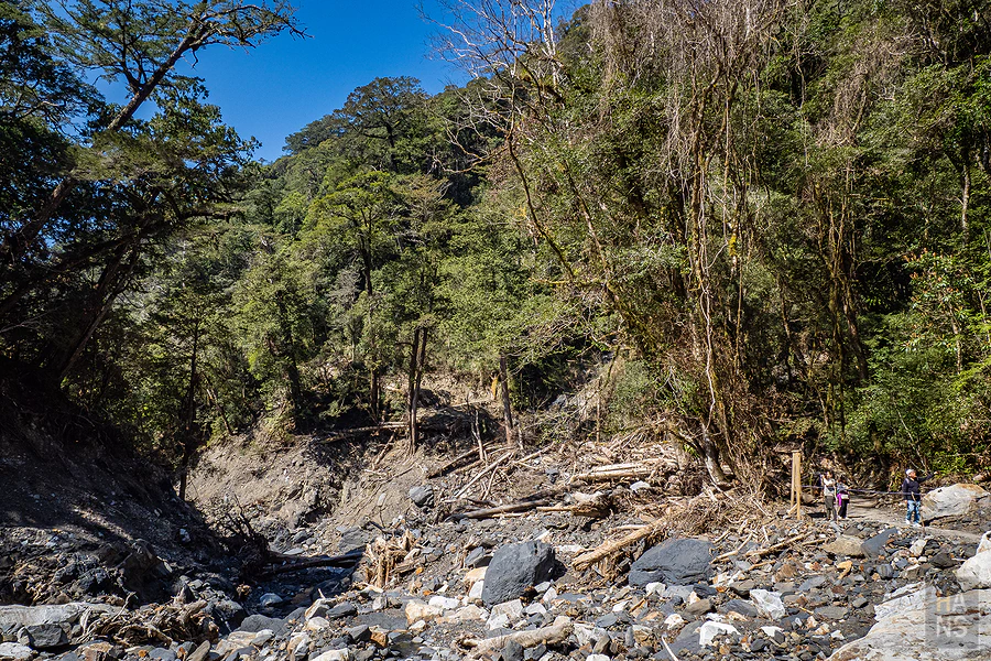 司馬庫斯，神木群步道