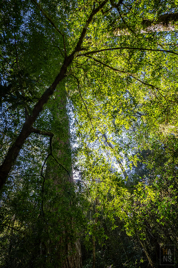 司馬庫斯，神木群步道