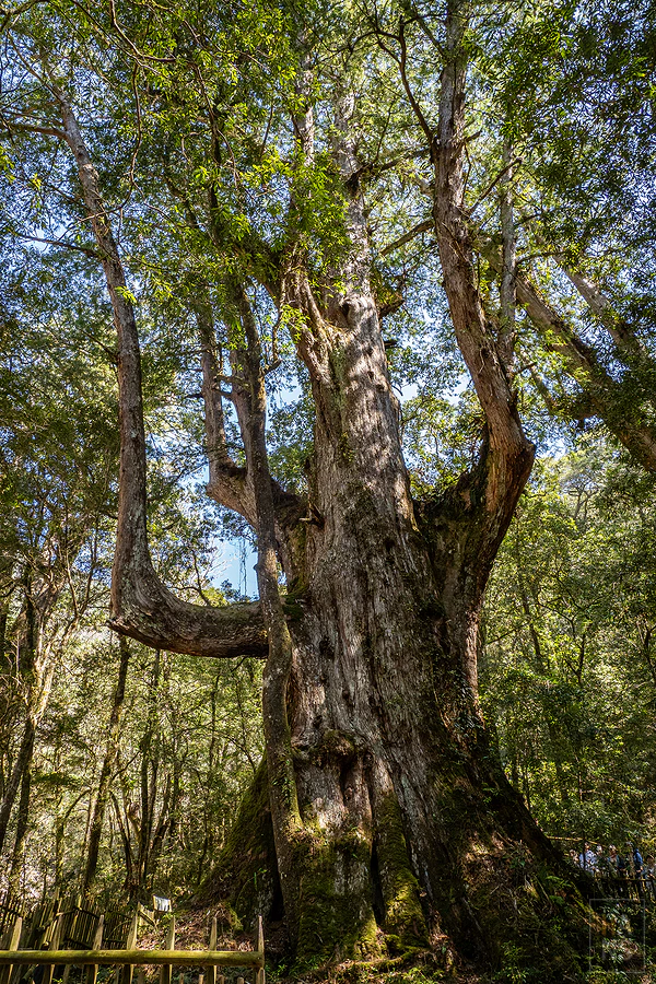 司馬庫斯，神木群步道
