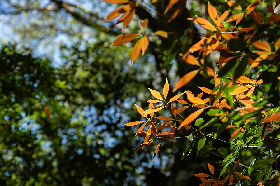 司馬庫斯，神木群步道