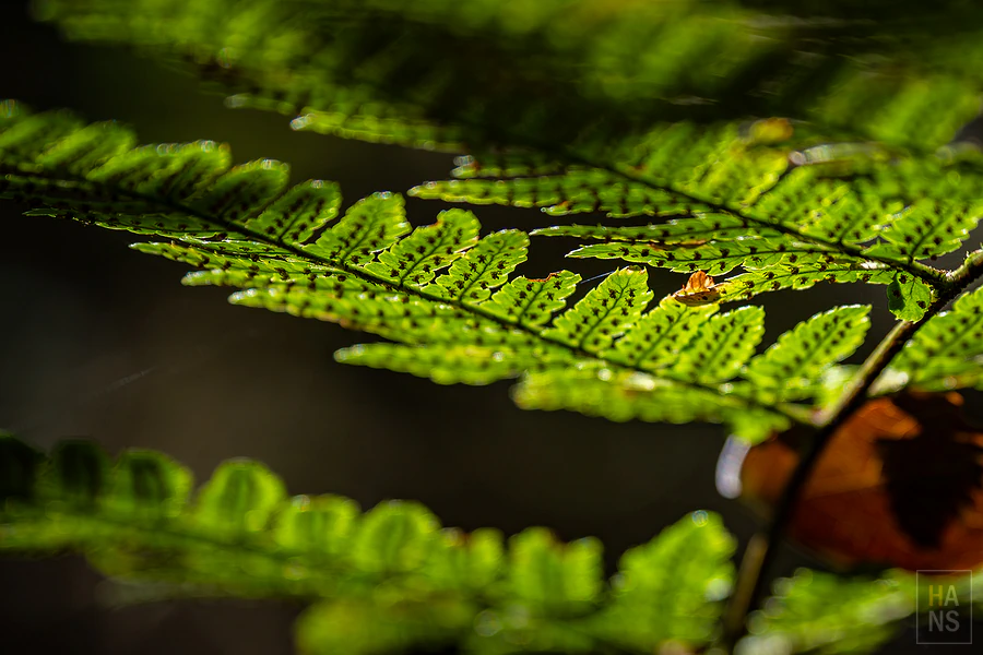 司馬庫斯，神木群步道
