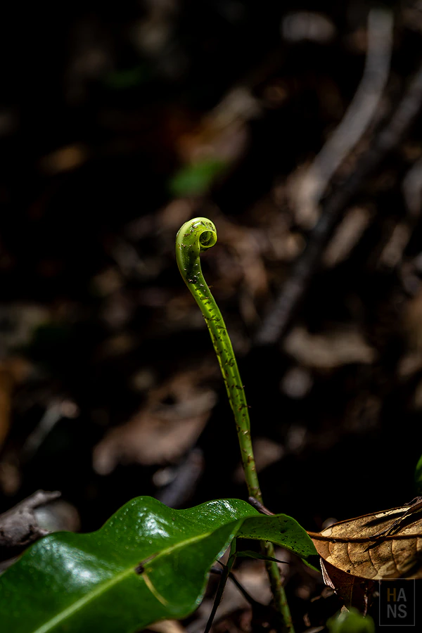 司馬庫斯，神木群步道