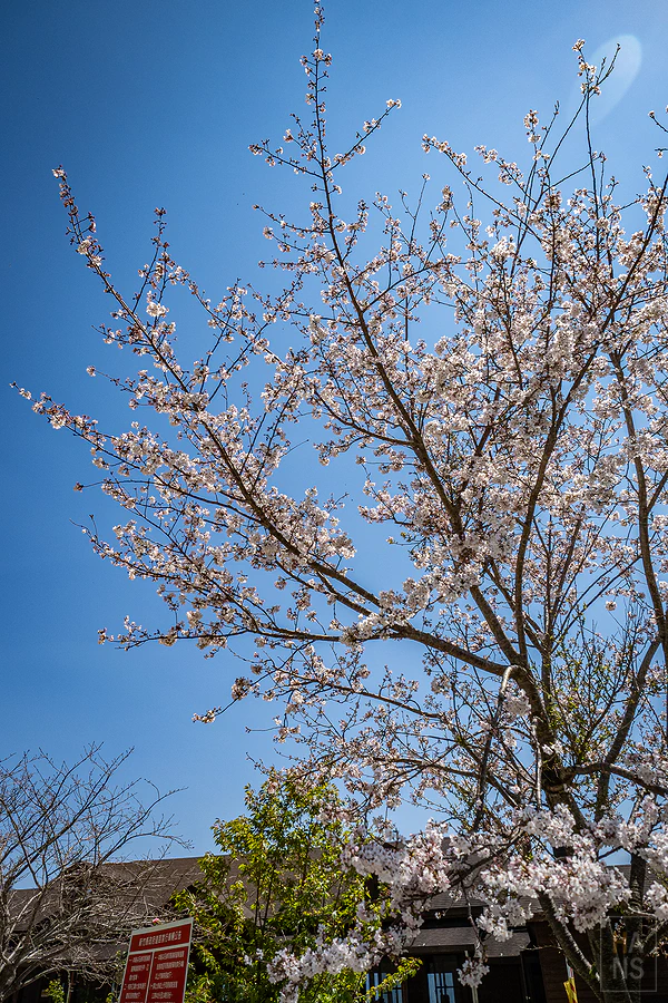 司馬庫斯，迦南咖啡美食屋