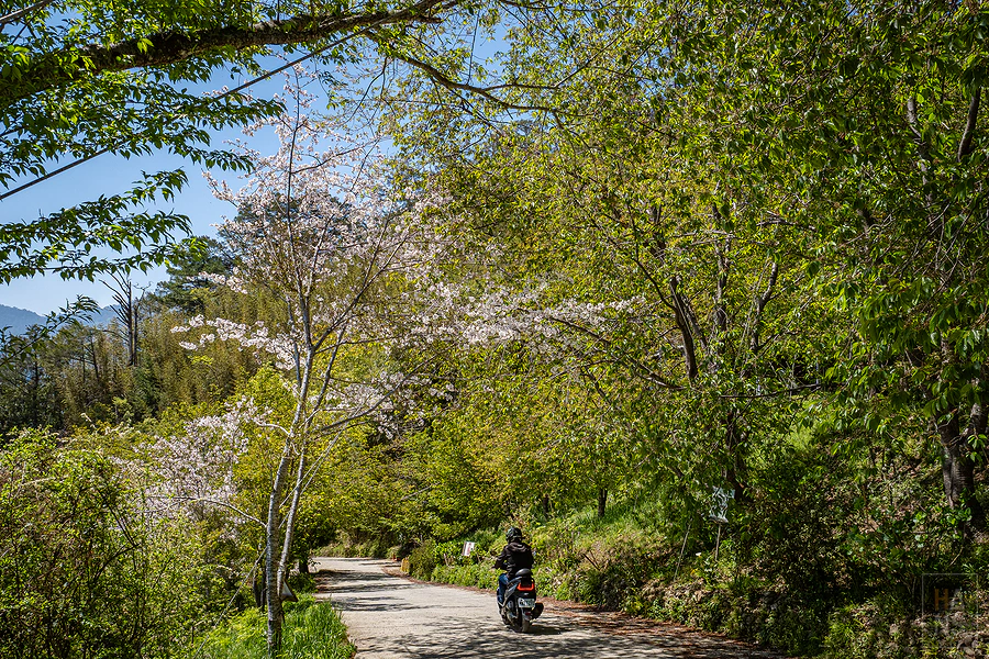 司馬庫斯，迦南咖啡美食屋