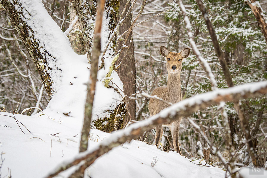 日本八岳健行全記錄