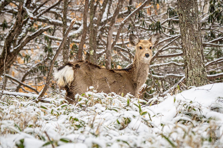 日本八岳健行全記錄