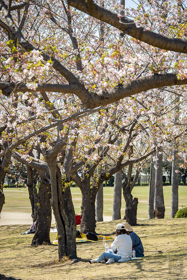 麗星郵輪探索星號