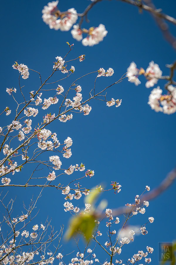 麗星郵輪探索星號