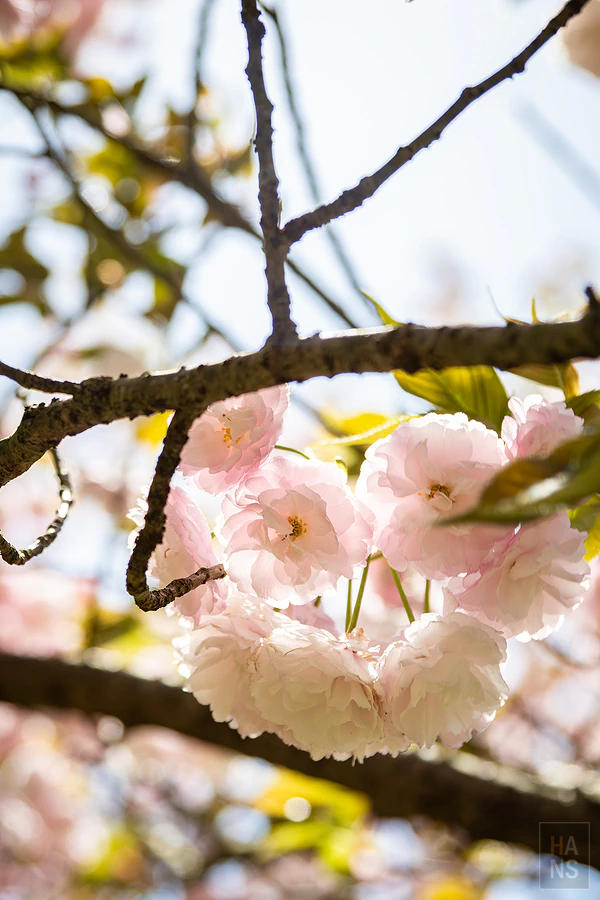 麗星郵輪探索星號