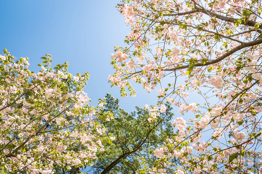 麗星郵輪探索星號