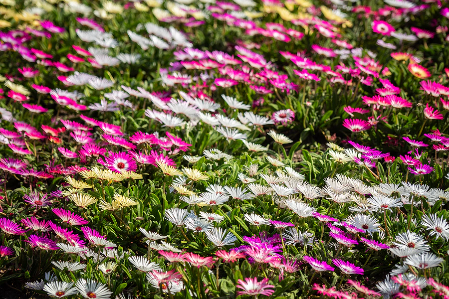 麗星郵輪探索星號