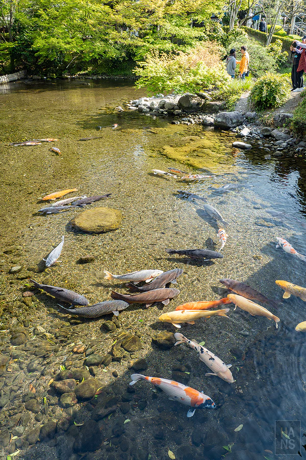 麗星郵輪探索星號