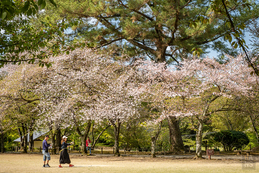 麗星郵輪探索星號