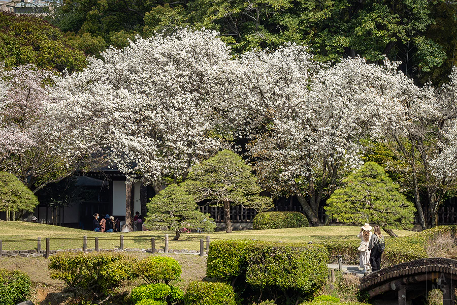 麗星郵輪探索星號