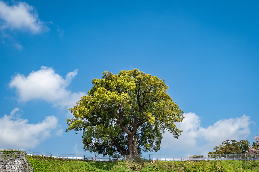 麗星郵輪探索星號