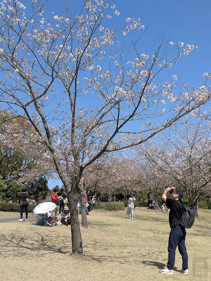 麗星郵輪探索星號