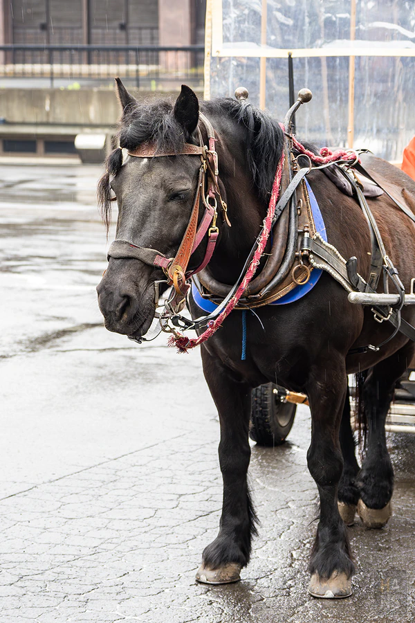 青森屋 by 星野集團