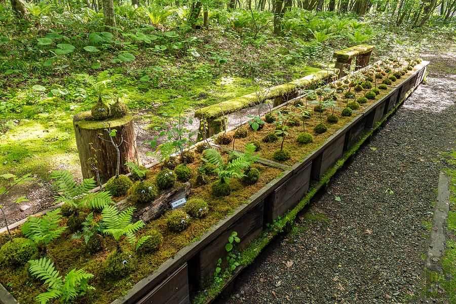 奧入瀨溪流飯店by星野集團