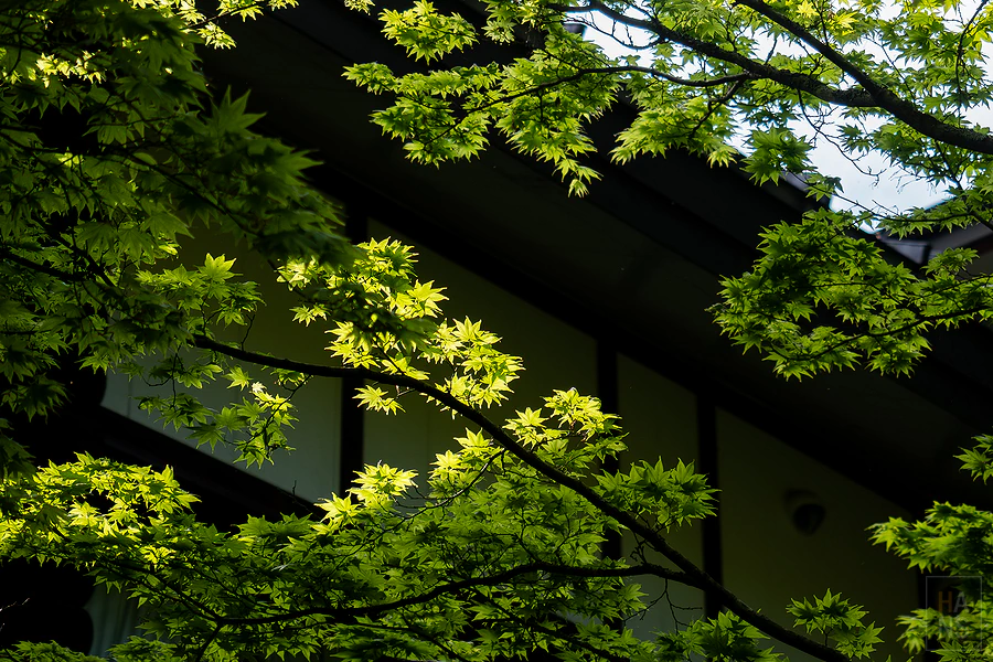 奧入瀨溪流飯店by星野集團