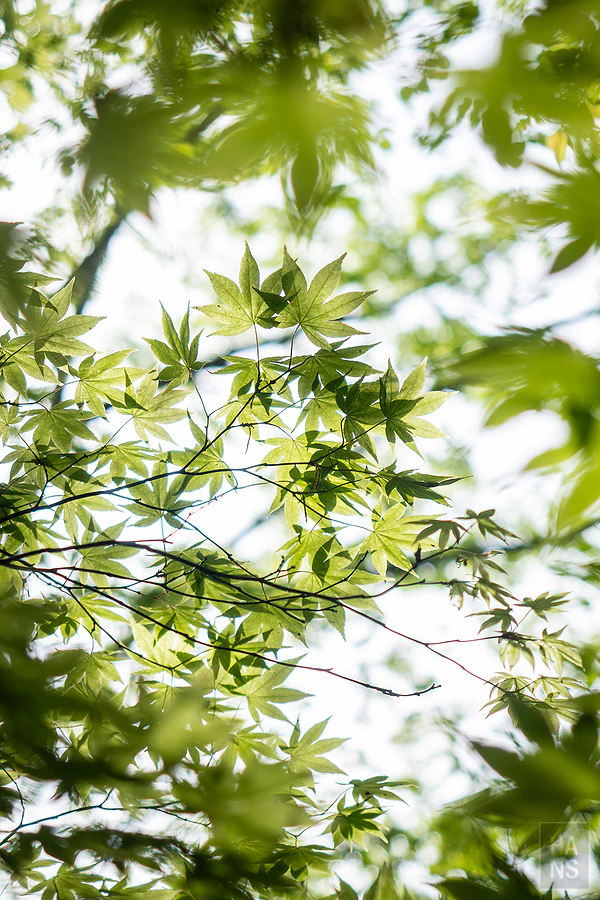 奧入瀨溪流飯店by星野集團