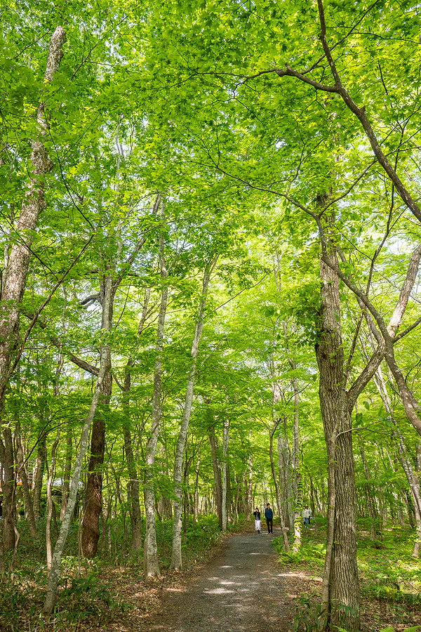 奧入瀨溪流飯店by星野集團