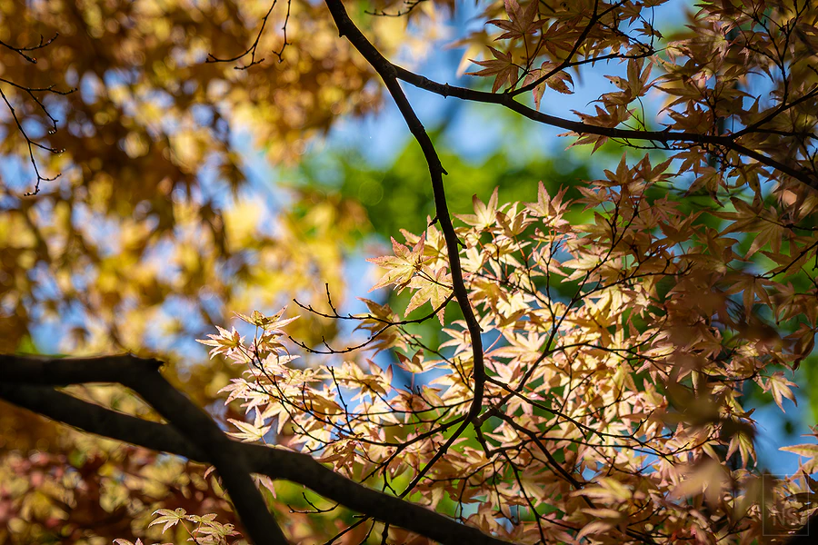 奧入瀨溪流飯店by星野集團