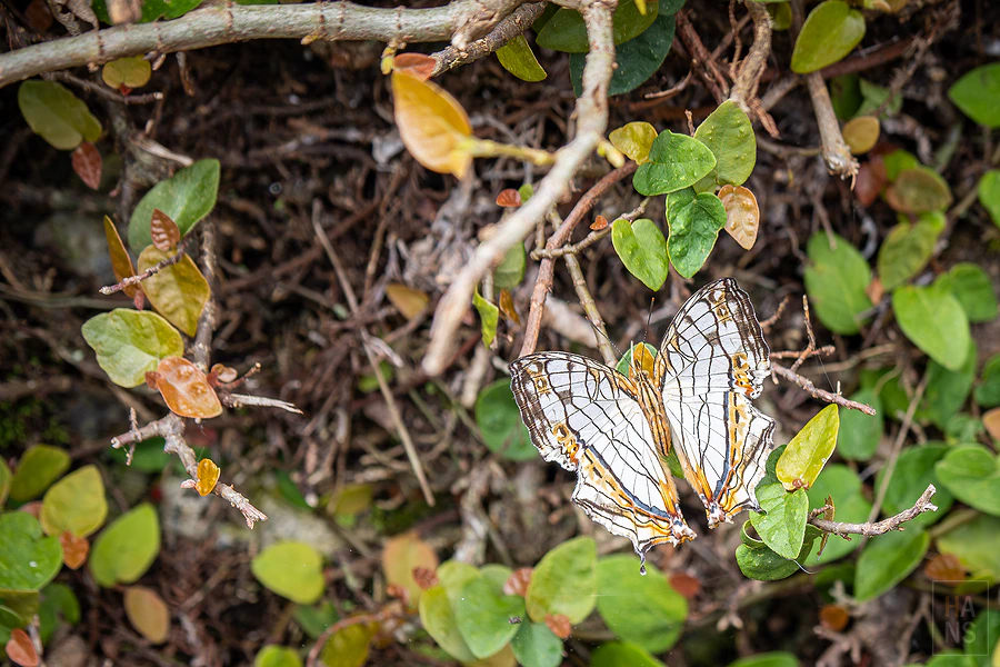 南投清境 見晴花園渡假山莊