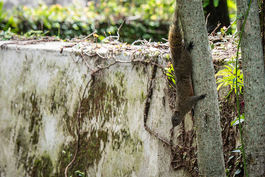 南投清境 見晴花園渡假山莊