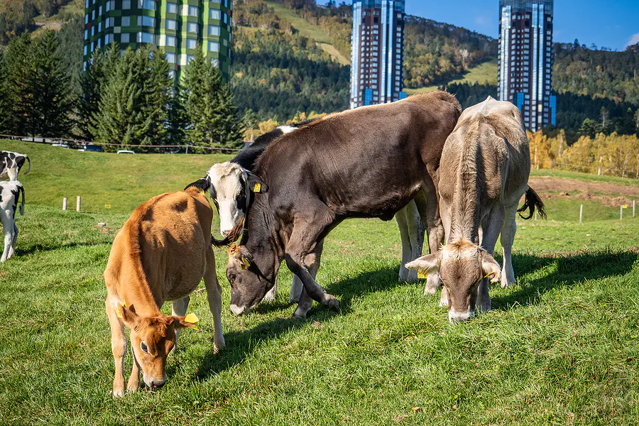 星野TOMAMU農場上悠閒吃草的牛群