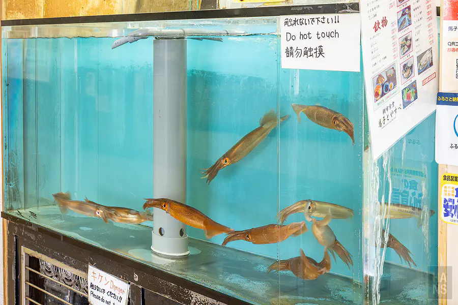 函館朝市 烏賊水槽