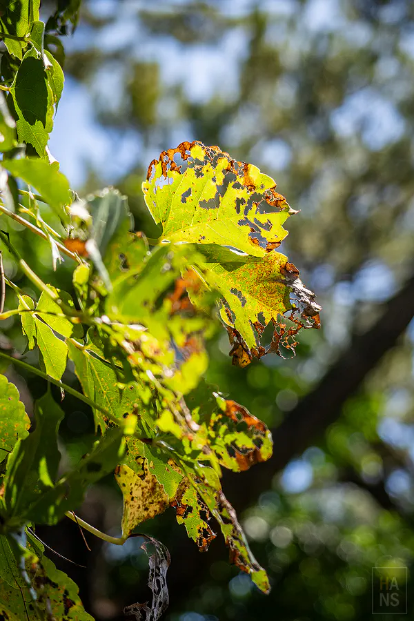 陽光穿過松園別館樹葉的特寫