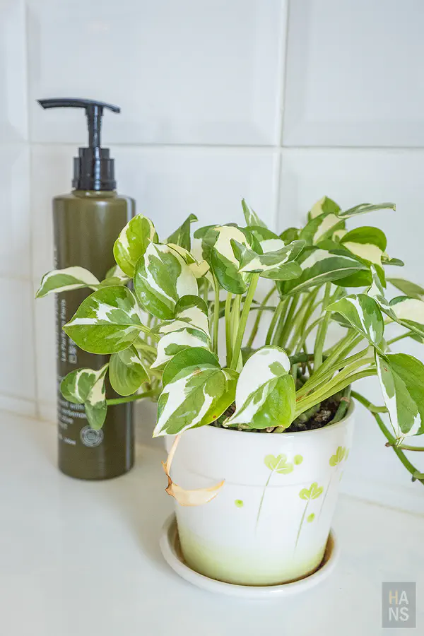 VIP 套房的浴室備品