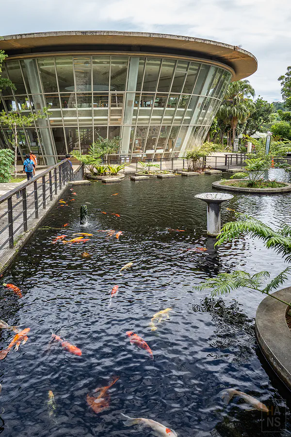 原生應用植物園餐廳外的錦鯉池