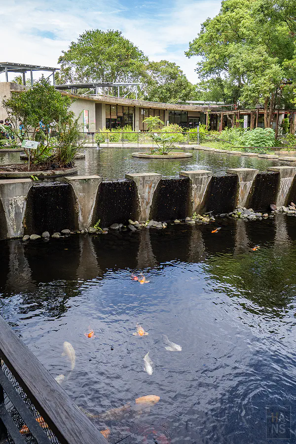 原生應用植物園的生態池與錦鯉