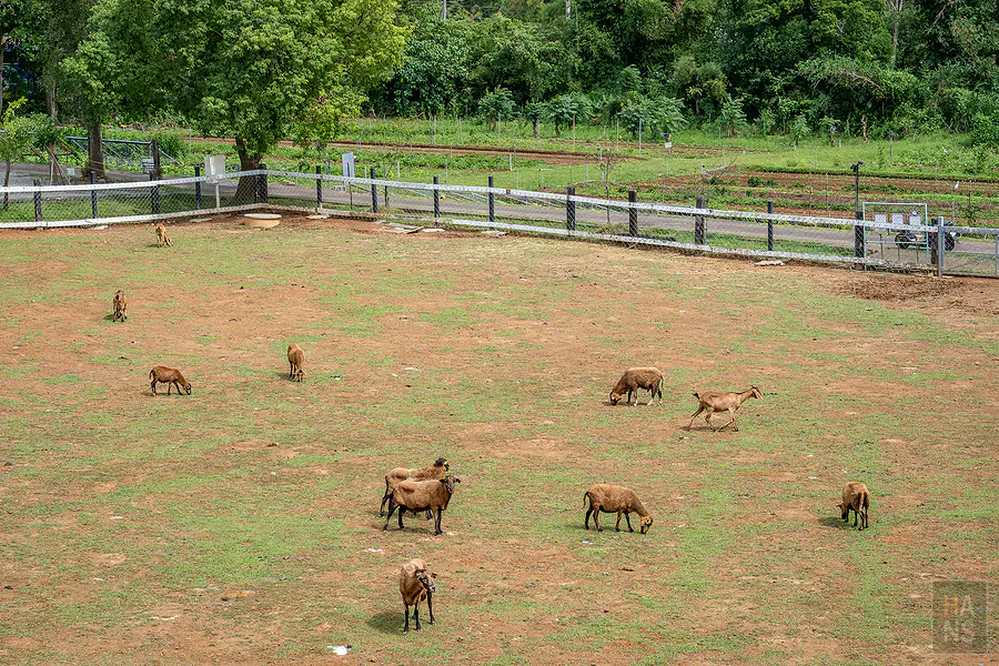 從空中步道俯瞰原生應用植物園的牧場區