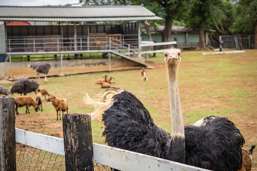 原生應用植物園牧場區的鴕鳥與羊群
