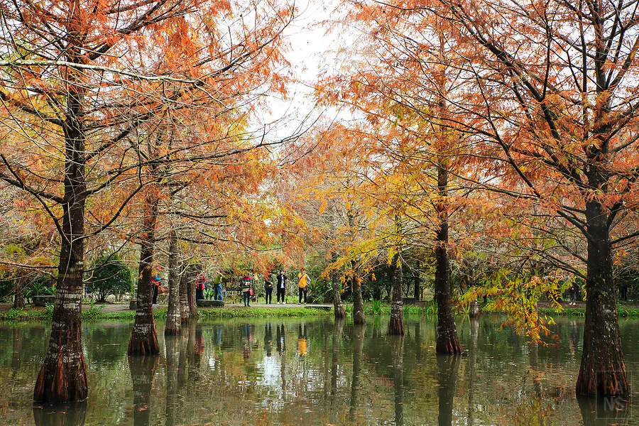 花蓮鈺展苗圃的落羽松森林