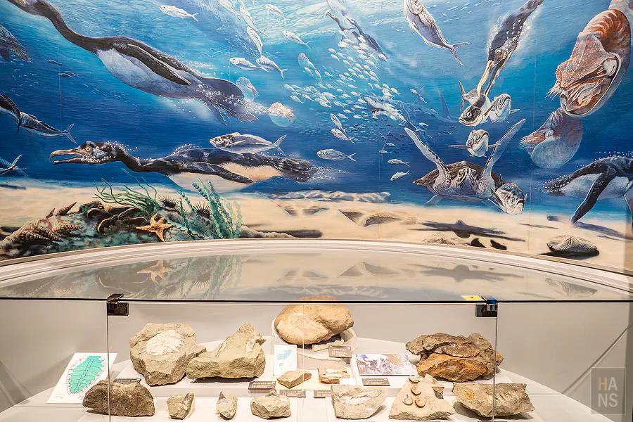 豐富的海洋生物化石標本與精美的生態壁畫