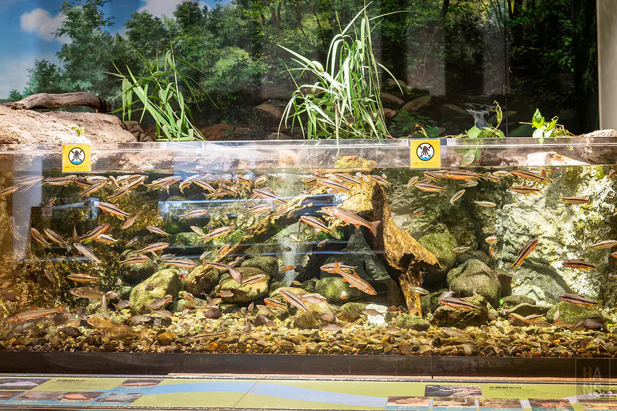 展示佐賀當地河川生態系的大型水族箱與豐富魚群