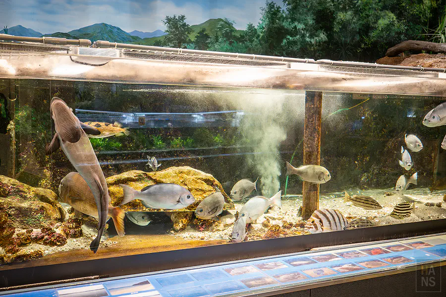 水族箱內充滿活力的海水魚與底棲魚類