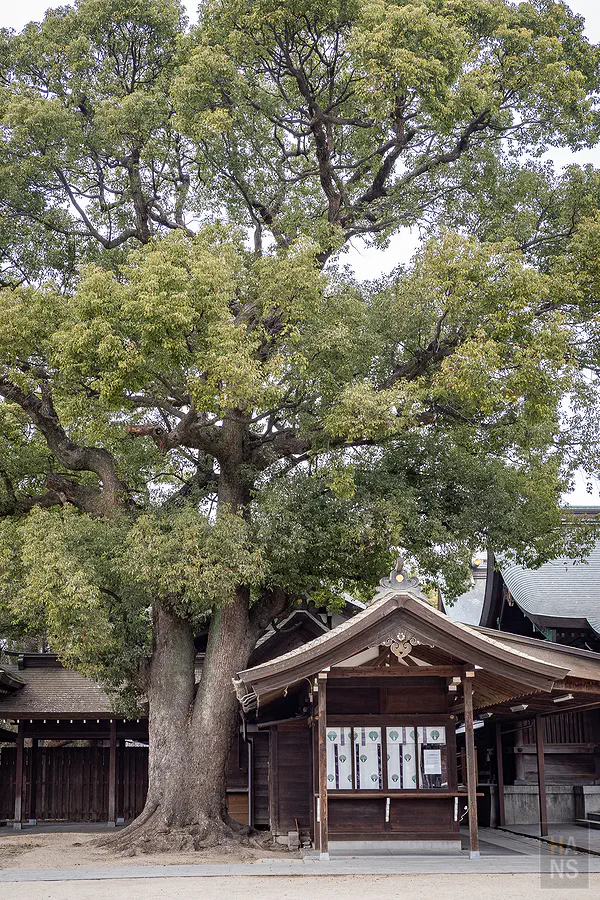 佐嘉神社內樹齡六百年的巨大楠木神木